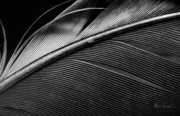 Feather Poster featuring the photograph Contour Feather by Vickie Szumigala