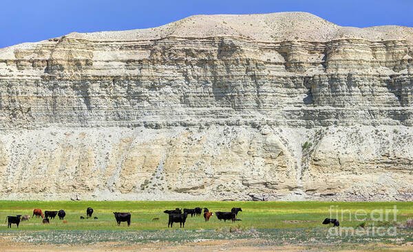 Cows Poster featuring the photograph Grazing Cows Green River Cliffs Thunderstorm by Gary Whitton