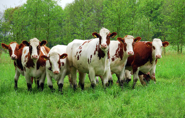 Natural Pattern Poster featuring the photograph Curious Red And White Cattle by 49pauly