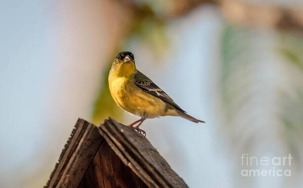 Yellow Poster featuring the photograph Cute Finch by Robert Bales