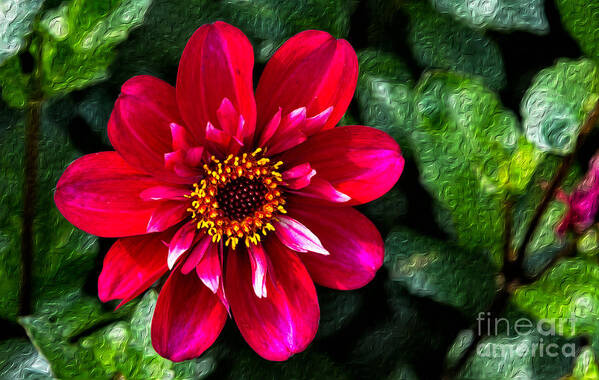 Dahlia Poster featuring the photograph Dahlia by Bernd Laeschke