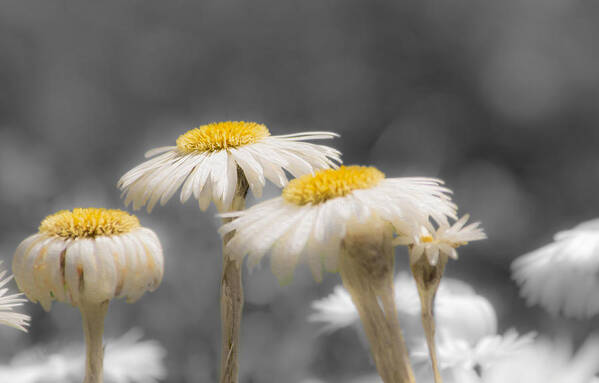 Daisy Poster featuring the photograph Daisies by Veli Bariskan