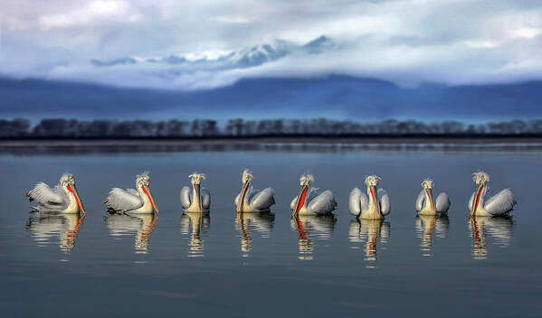 Pelicans Poster featuring the photograph Dalmatian Pelicans Meeting by Xavier Ortega