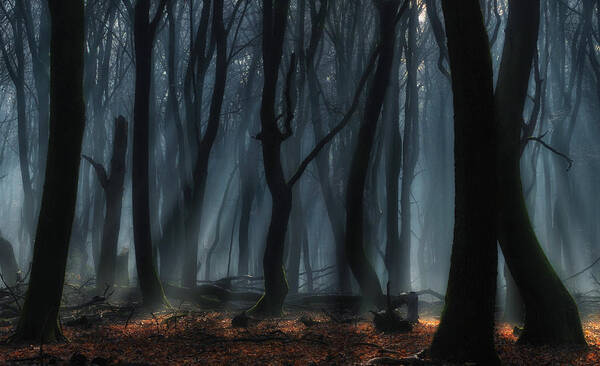 Forest Poster featuring the photograph Dancing Trees by Jan Paul Kraaij