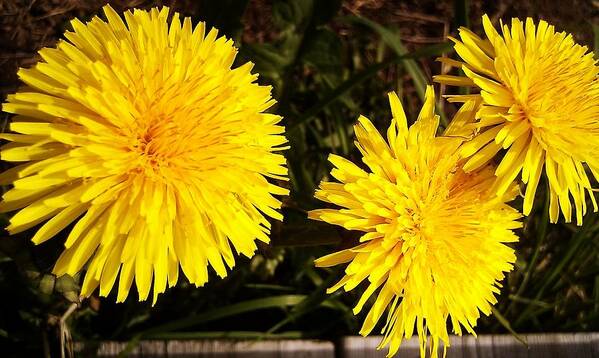 Dandelion Poster featuring the photograph Dandelion Weeds? by Martin Howard