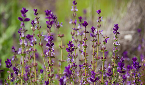 Purple Poster featuring the photograph Deep Purple by Uri Baruch