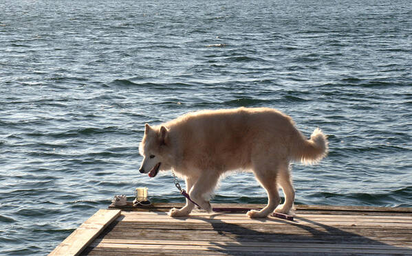 Dog Poster featuring the photograph Dog on the lake by Diane Lent