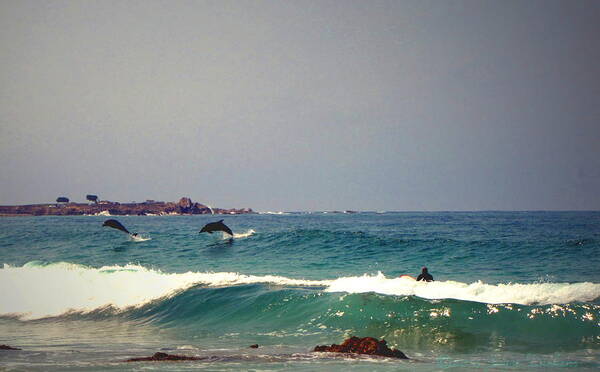 Dolphins Poster featuring the photograph Dolphins Swimming With The Surfers At Asilomar State Beach by Joyce Dickens