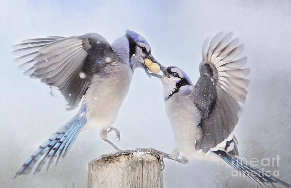 Birds Poster featuring the photograph Dueling Jays by Pam Holdsworth