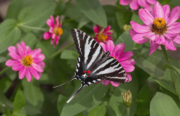 Eastern Poster featuring the photograph Eastern Tiger Swallowtail Butterfly by Jack Nevitt