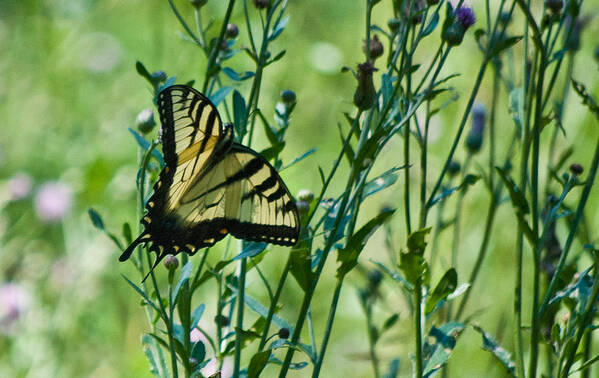 Butterflies Poster featuring the photograph Eastern Tiger Swallowtail Ins 76 by Gordon Sarti
