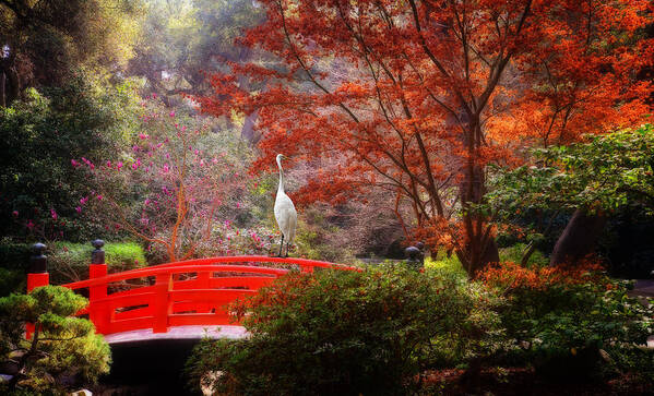 Egret Poster featuring the photograph Egret in the Japanese Garden by Lynn Bauer