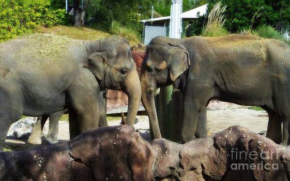 Elephants Poster featuring the photograph Elephants Snuggle by Jeanne Forsythe