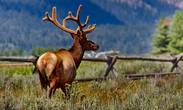 Wyoming Poster featuring the photograph Elk in July by Russ Harris