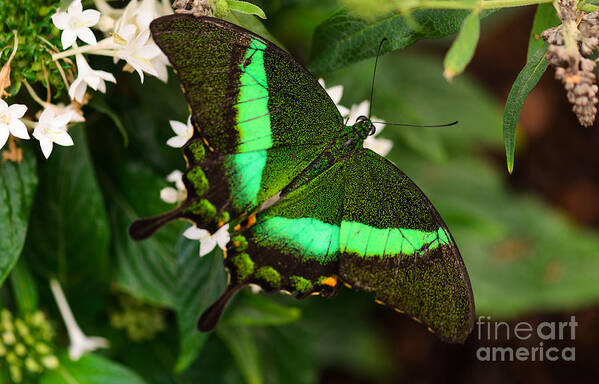 Butterfly Poster featuring the photograph Emerald and Pearls by Tamara Becker