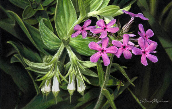 Wildflowers Poster featuring the drawing False Gromwell with Prairie Phlox by Bruce Morrison