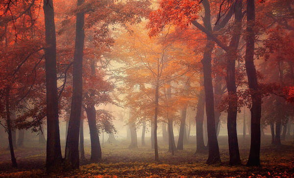 Tree Poster featuring the photograph Feel by Ildiko Neer