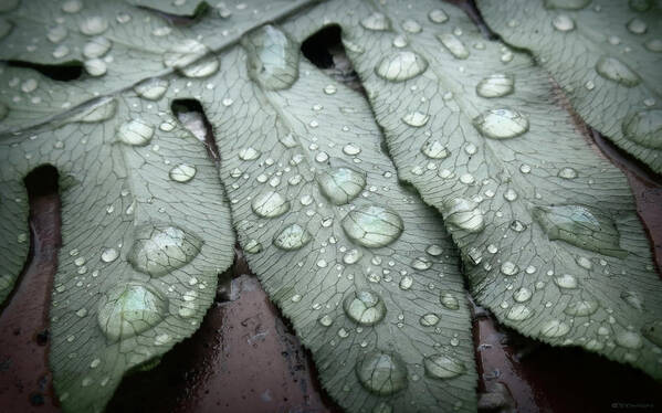 Nature Photography Poster featuring the photograph Fern Droplets by Deborah Smith