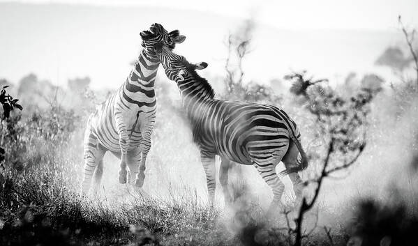 Zebra Poster featuring the photograph Fighting Stripes by Jay Garrido