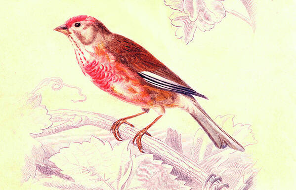 19th Century Poster featuring the photograph Finch by Collection Abecasis