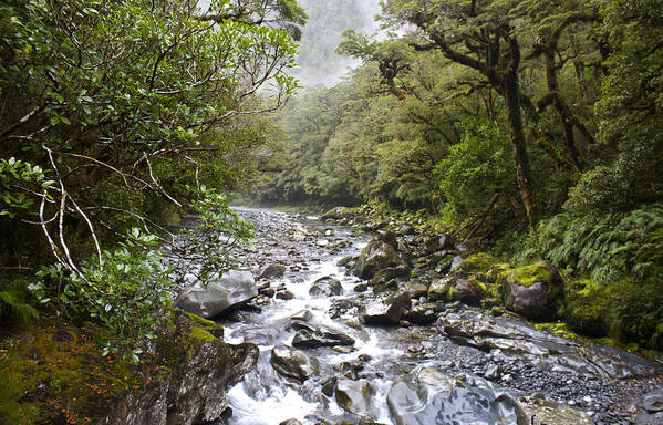 Country Scene Poster featuring the photograph Fiordland National Park New Zealand by Venetia Featherstone-Witty