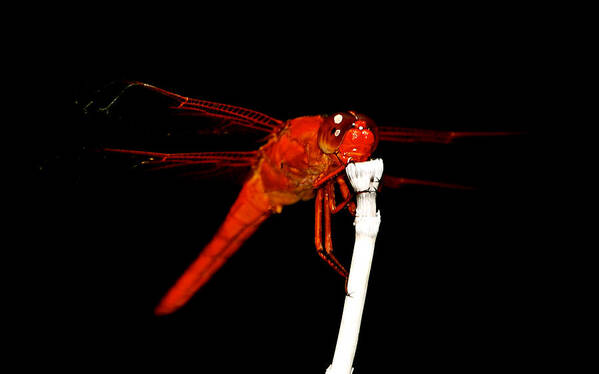  Red Dragonfly Poster featuring the photograph Fire Red Dragon by Peggy Franz