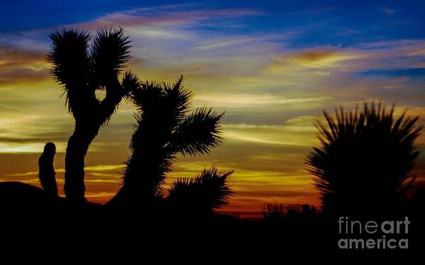 Desert Sunrise Poster featuring the photograph FirsT LighT by Angela J Wright