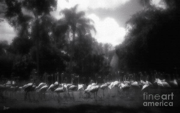Flamingos Poster featuring the photograph Flamingos in Black and White by Jeff Breiman