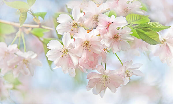Cherry Poster featuring the photograph Flowering Cherry Tree Blossoms by Jennie Marie Schell