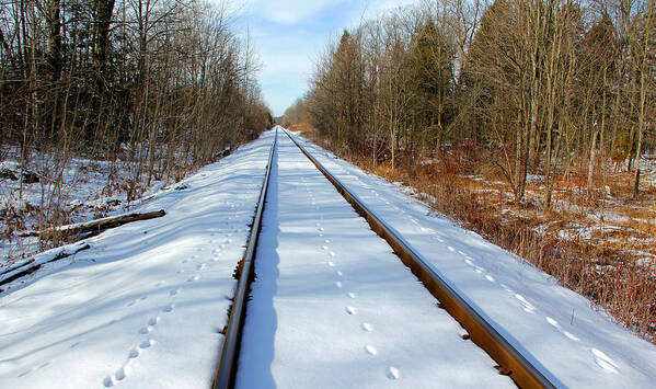 Guelph Poster featuring the photograph Follow Your Own Path by Debbie Oppermann