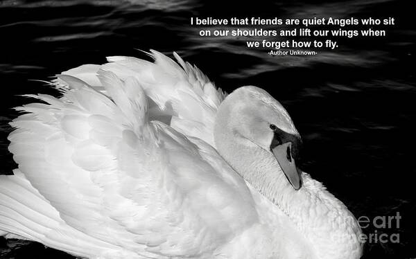 White Swan Poster featuring the photograph Friends by Deb Halloran
