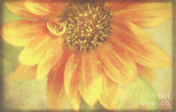 Flower Poster featuring the photograph Garden Sunshine by Peggy Hughes