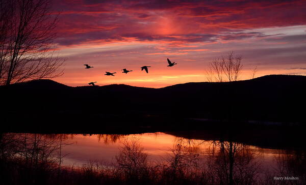 Sunset Poster featuring the photograph Geese after Sunset by Harry Moulton
