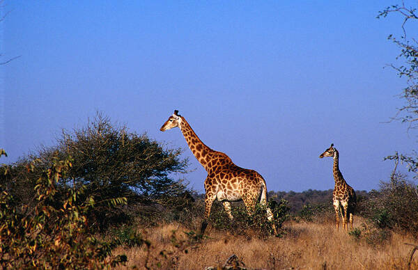 Grass Poster featuring the photograph Giraffes Giraffa Camelopardalis On by Richard I'anson