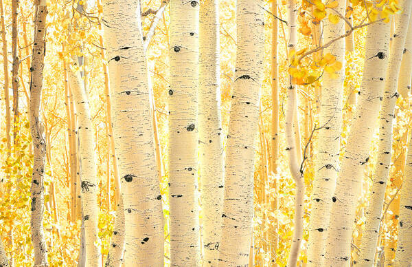 Aspens Poster featuring the photograph Golden Aspens Utah X100 by Rich Franco