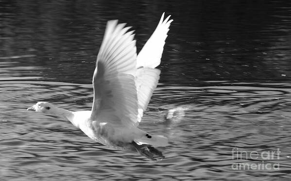 St James Lake Poster featuring the photograph Goose Flight by Jeremy Hayden