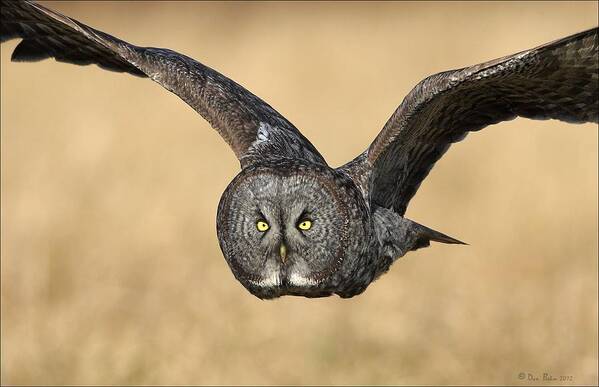 Great Gray Owl Poster featuring the photograph Great Gray Owl in flight by Daniel Behm