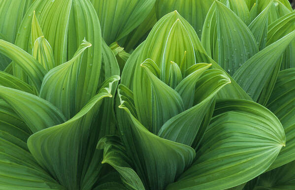 Flpa Poster featuring the photograph Green False Hellebore by Martin Withers