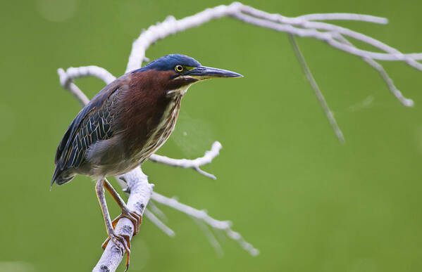 Green Heron Poster featuring the photograph Green Heron by Larry Bohlin