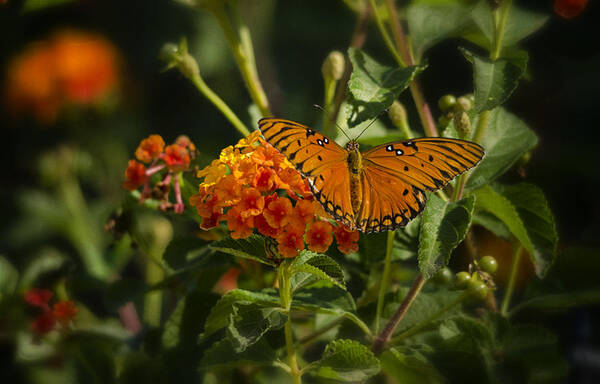 Gulf Fritillary Butterfly Poster featuring the photograph Gulf Fritillary Butterfly by Saija Lehtonen