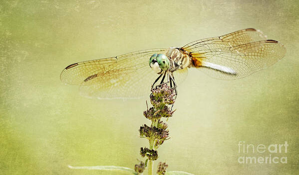 Insect Poster featuring the photograph Happy Dragon by Pam Holdsworth