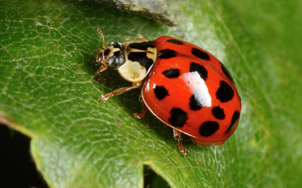 Animal Poster featuring the photograph Harlequin Ladybird by Nigel Downer
