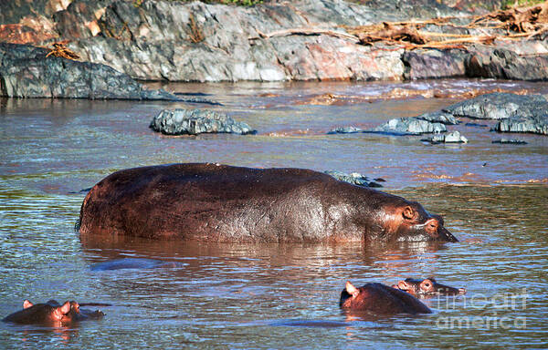 Hippo Poster featuring the photograph Hippopotamus in river. Serengeti. Tanzania by Michal Bednarek
