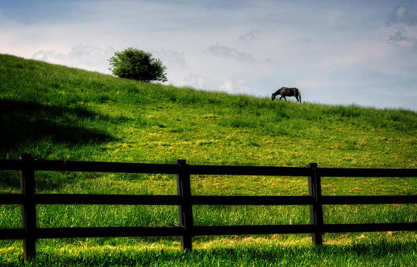 Horse Poster featuring the photograph Horse On Hill by Greg and Chrystal Mimbs