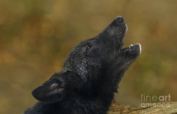 Gray Wolf Poster featuring the photograph Howling Gray Wolf Pup Endangered Species Wildlife Rescue by Dave Welling