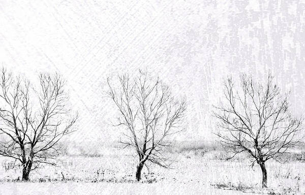 Winter Poster featuring the photograph In a Line. Winter Trees by Jenny Rainbow