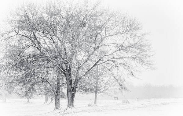 Black And White Landscape Photography Poster featuring the photograph In the Cold by David Waldrop