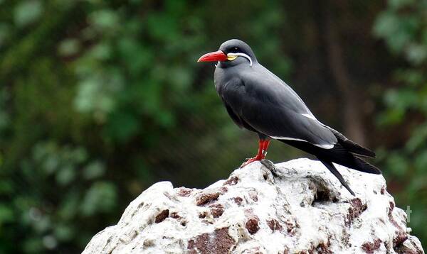 Inca Tern Poster featuring the photograph Inca Tern by Lilliana Mendez
