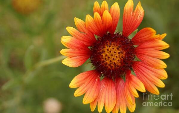Flower Poster featuring the photograph Indian Blanket Flower by Kerri Mortenson