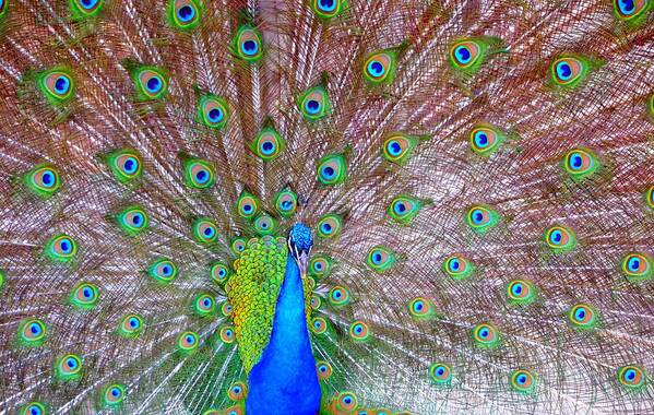 Peacock Poster featuring the photograph Indian Peacock by Deena Stoddard